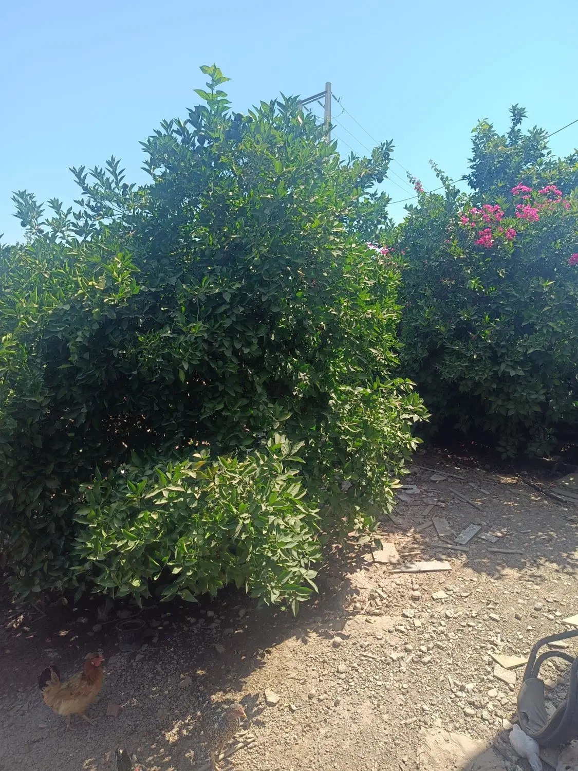 فروش باغچه