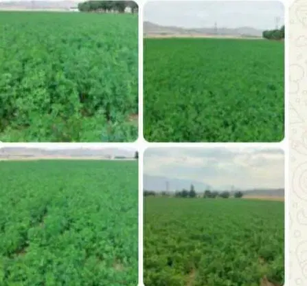 یک هکتار یونجه اجاره میدم