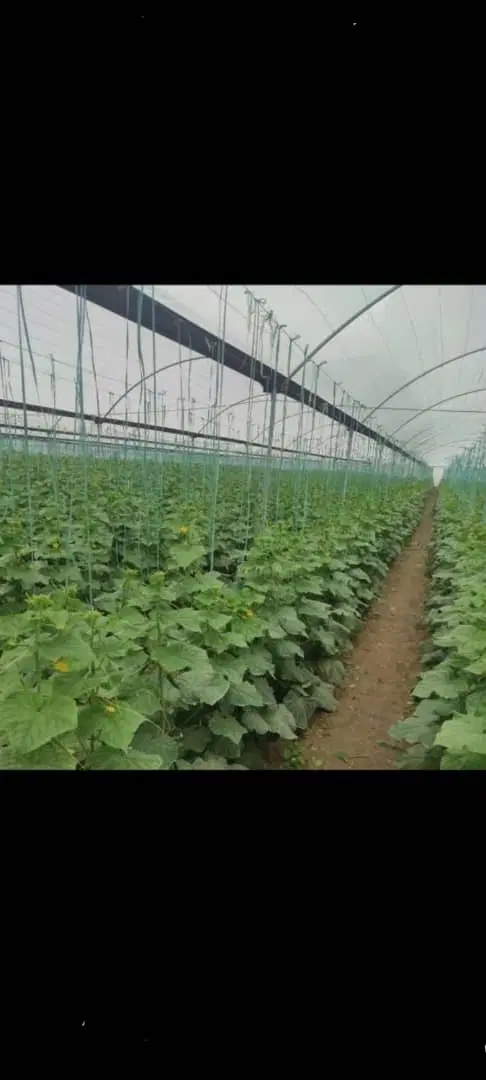 گلخانه واقع در دهوت  با کلیه امکانات