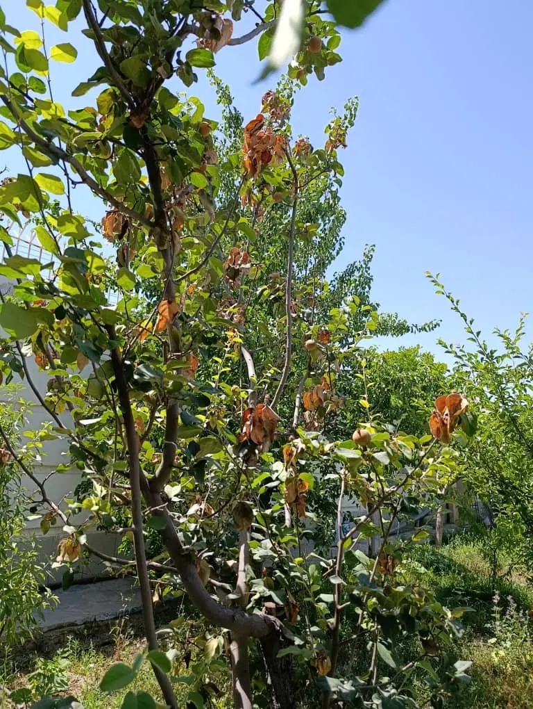 یک قطعه زمین درسبزوار