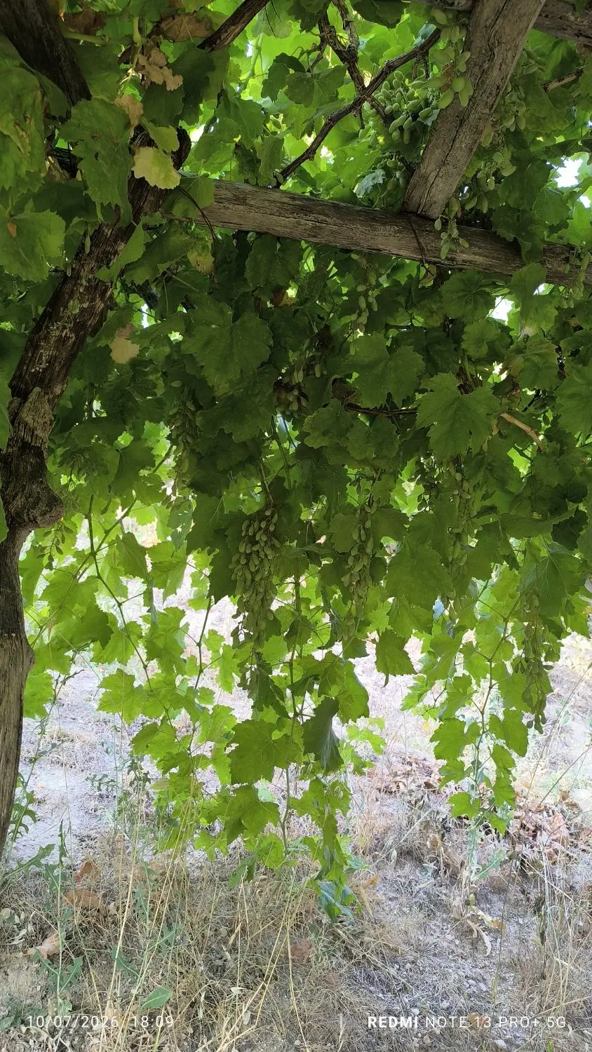 فروش باغ و خونه باغ