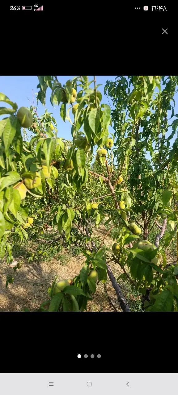 فروش باغ