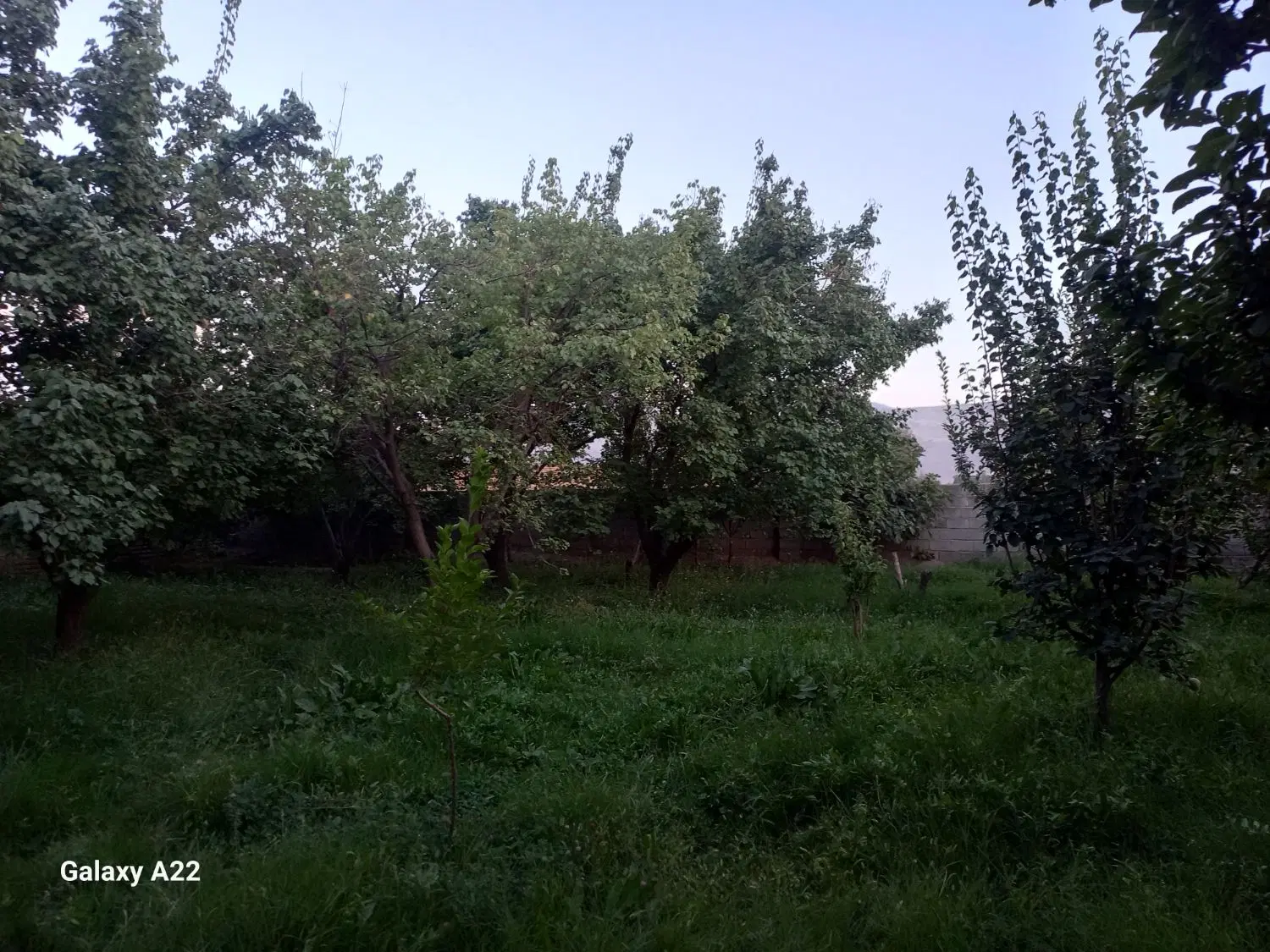 یک عدد باغ فروشی