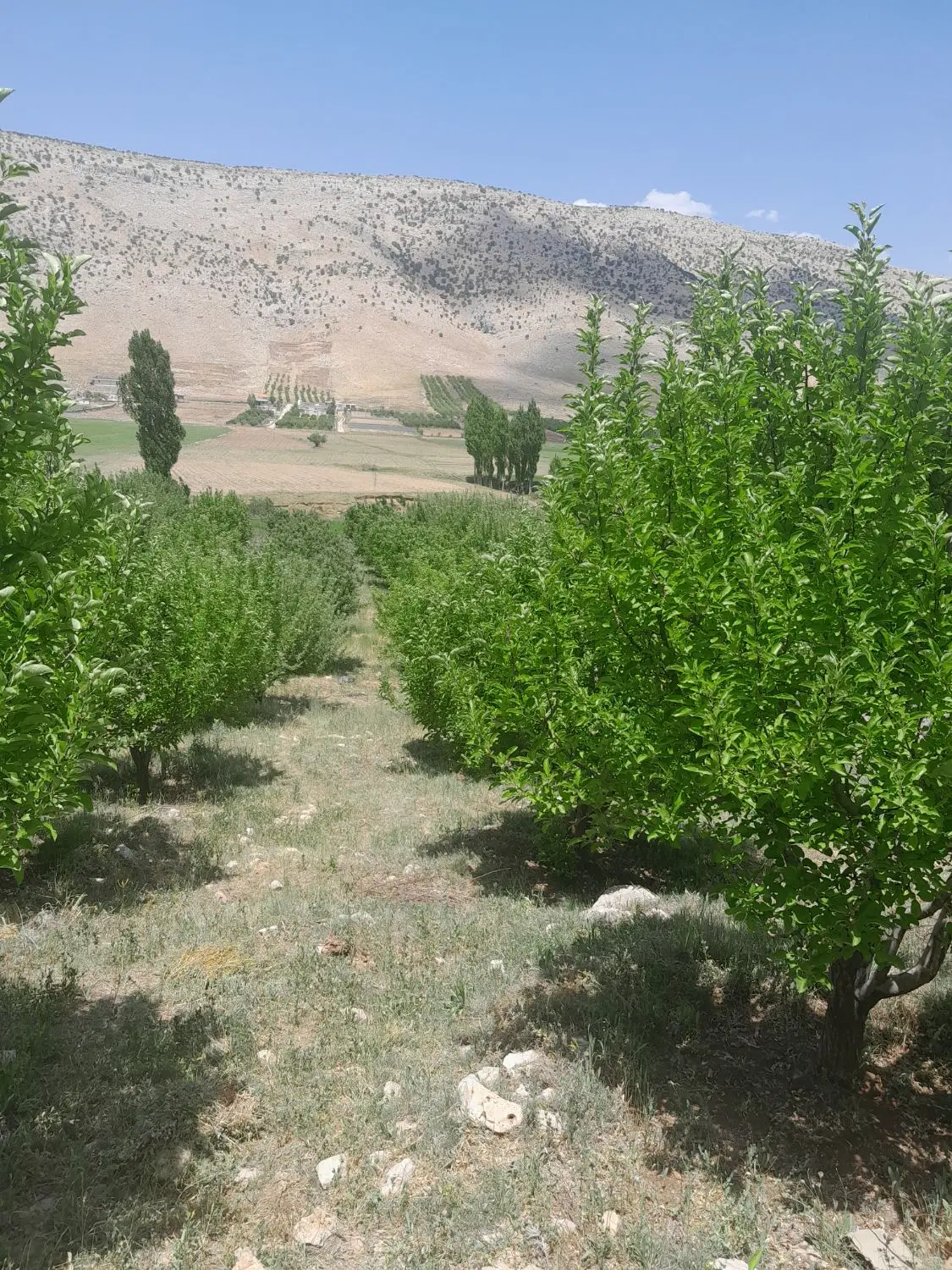 فروش ۲۱۰۰مترمربع باغ سیب