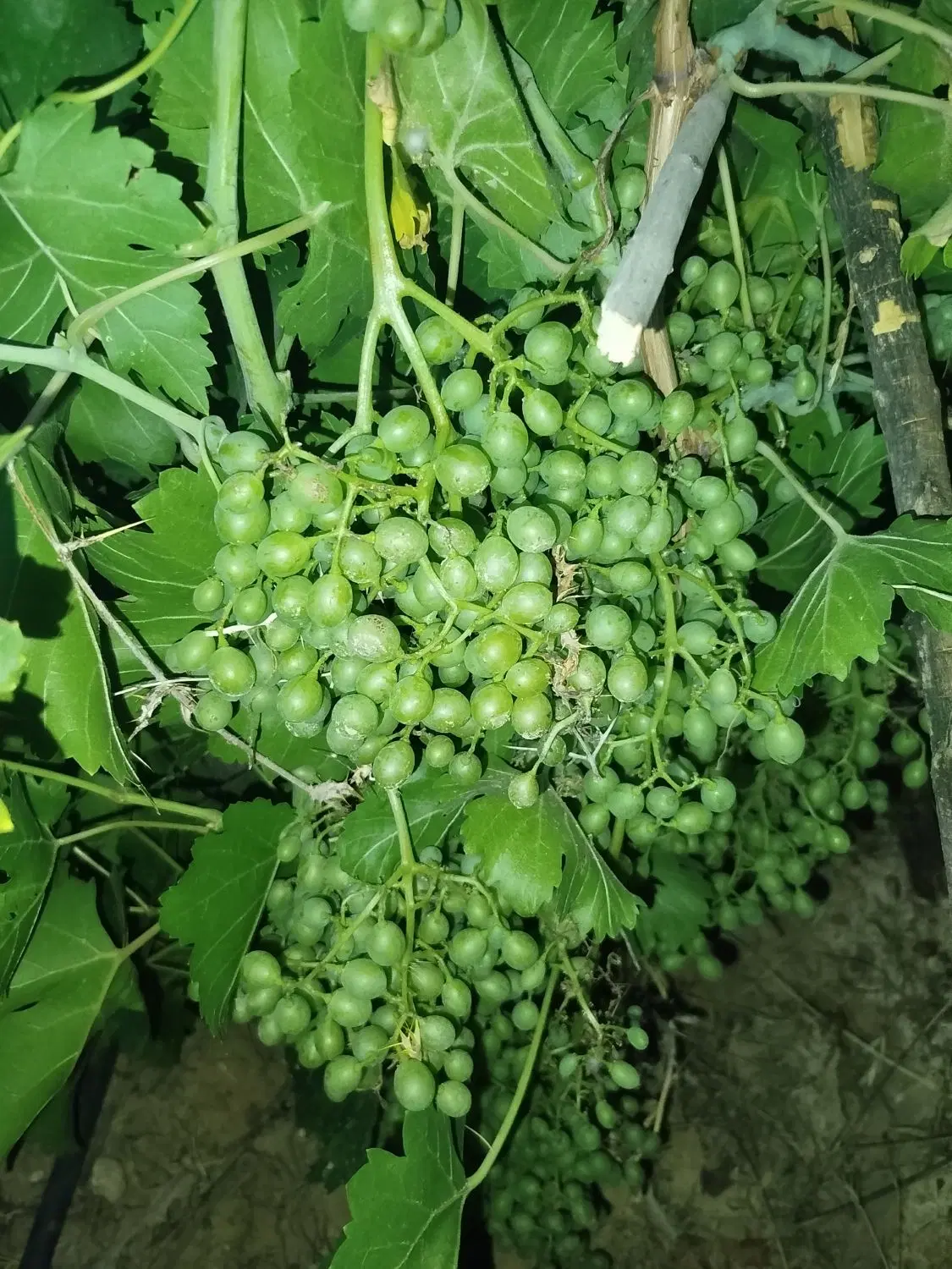 فروش باغ شهری