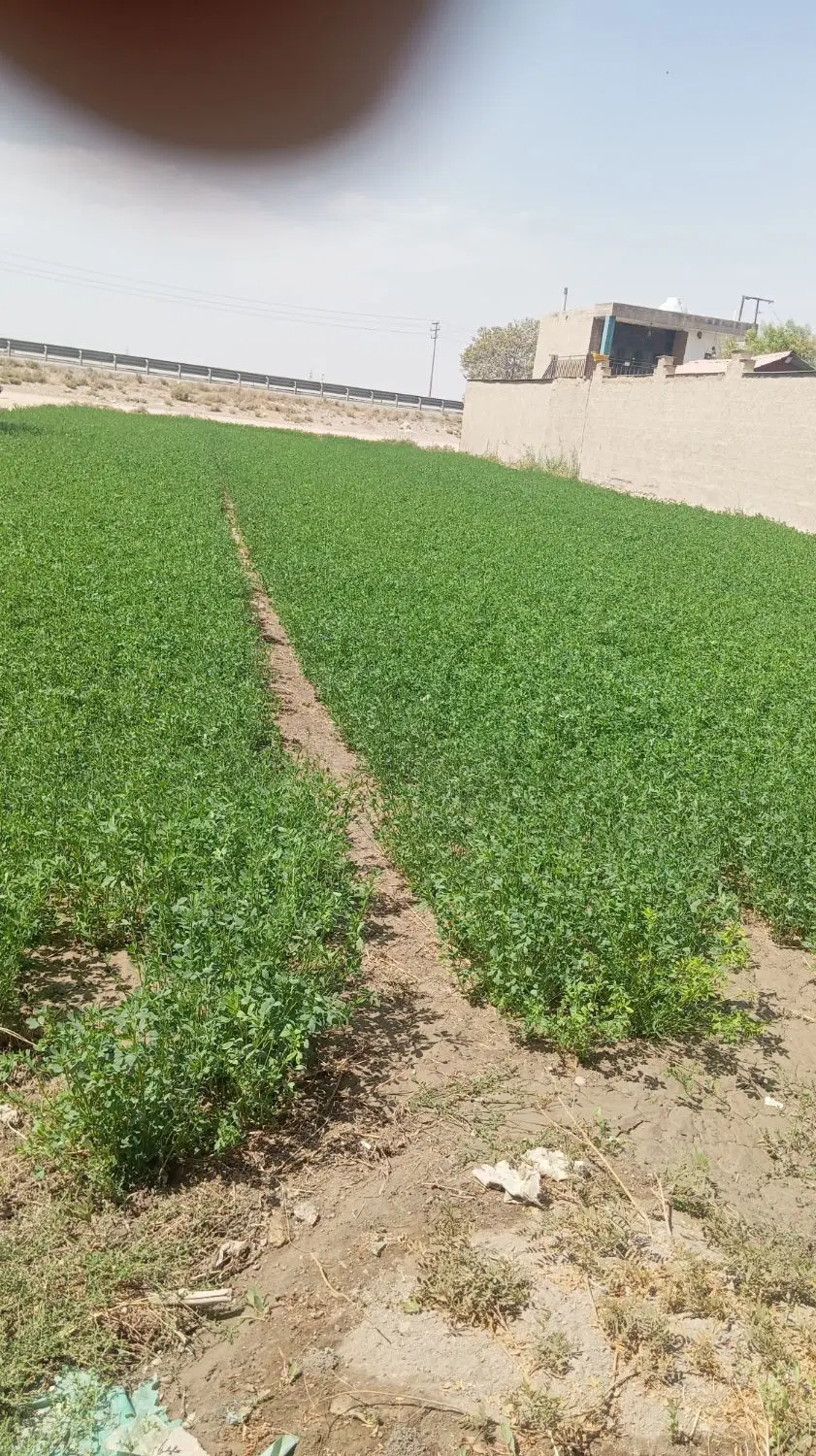 زمین برای ساخت باغ یا کشاورزی
