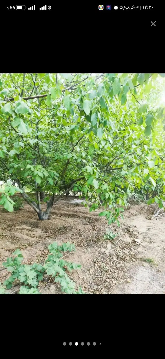 فروش باغ 2500متری روستای کاشانتو