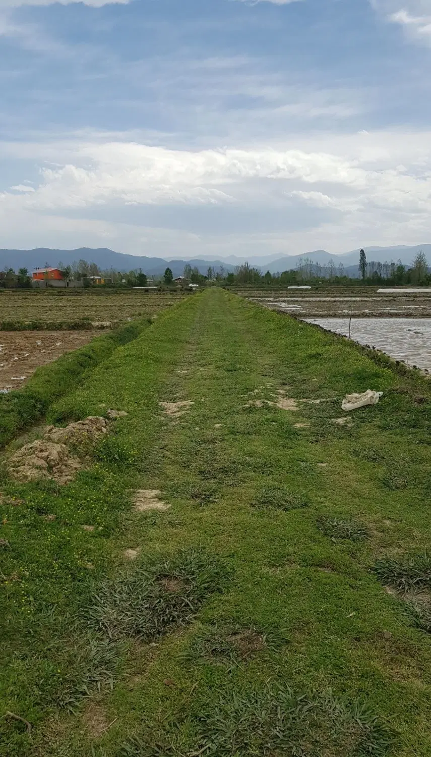 زمین کشاورزی برنج