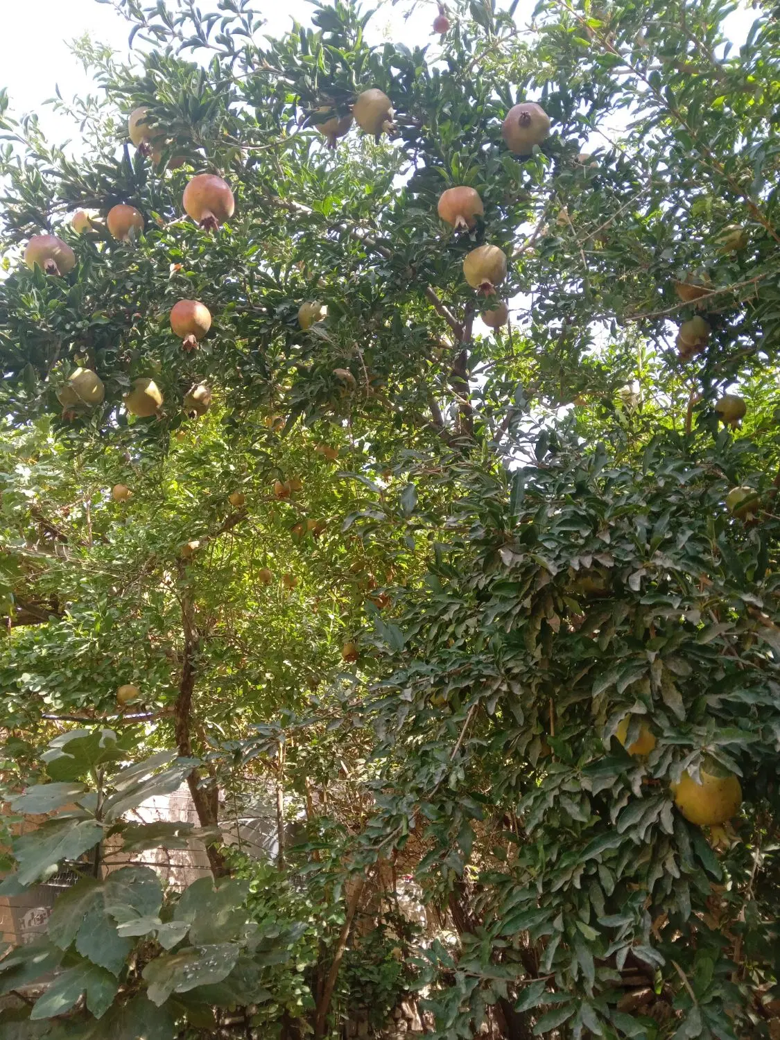 خونه ویلای قدیمی گنبدی