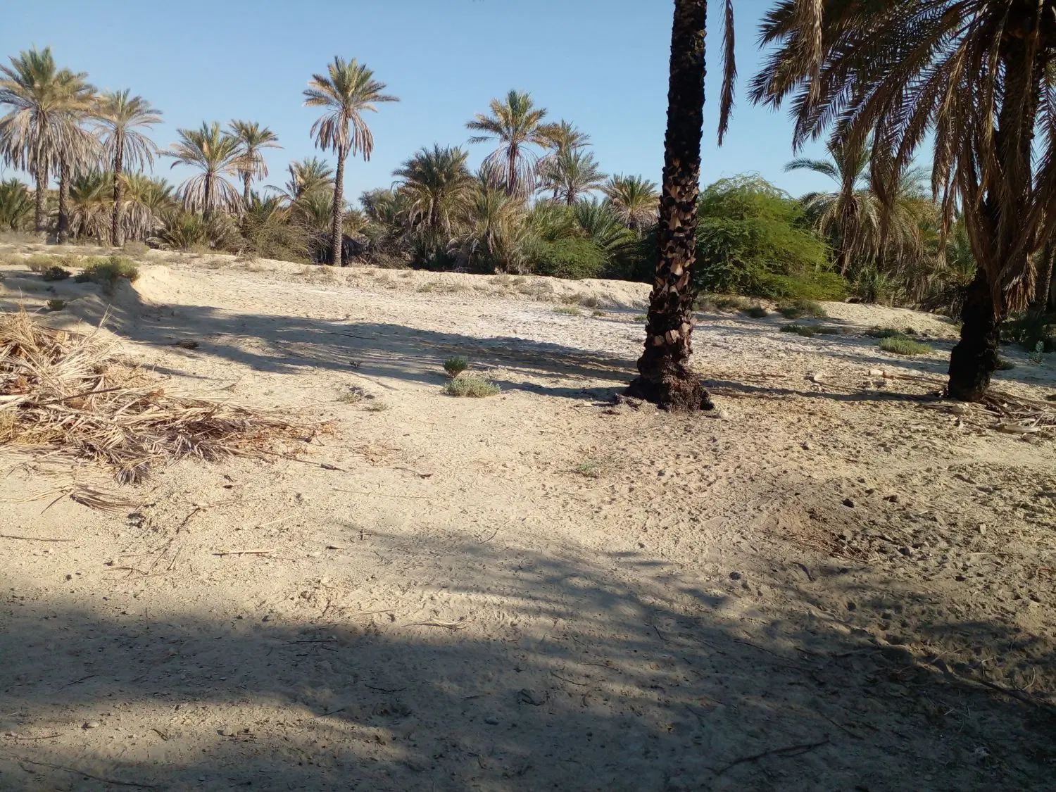 زمین ویلا باغ