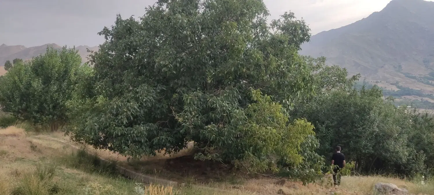 باغ سرسبزدروهنان