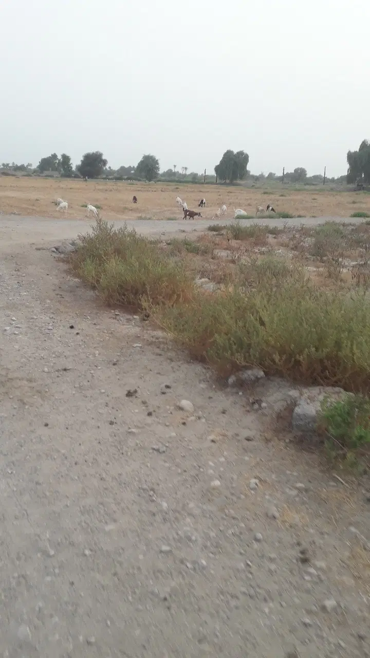 زمین کشاورزی