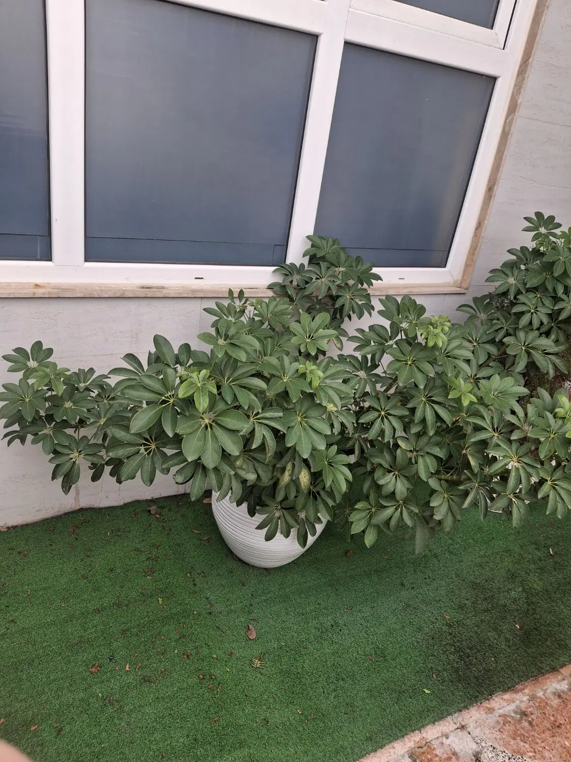 ملک مسکونی