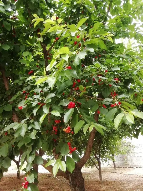 طرح عمان