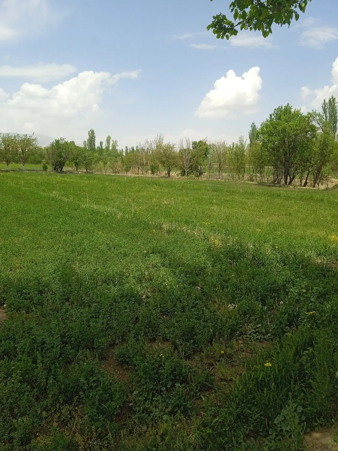 فروش 3300 متر زمین کشاورزی با مجوز ساخت و ساز