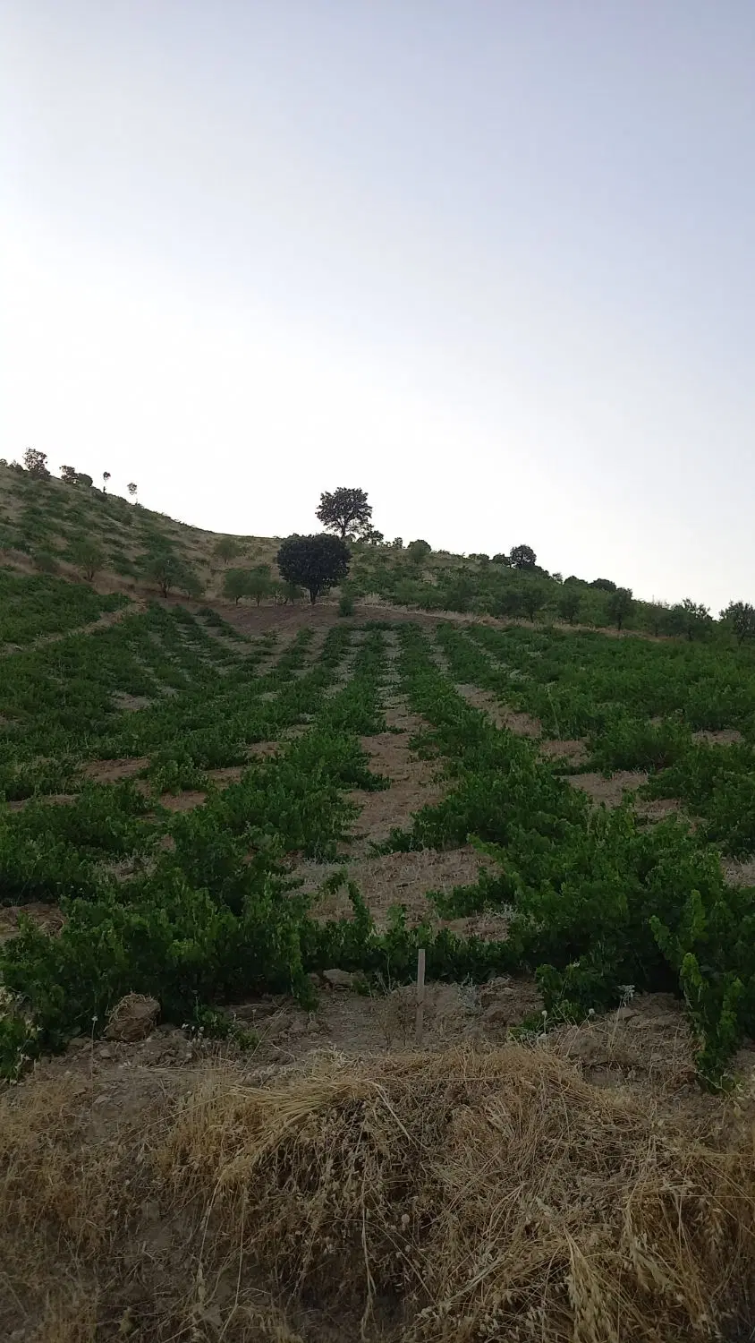 باغ انگور
