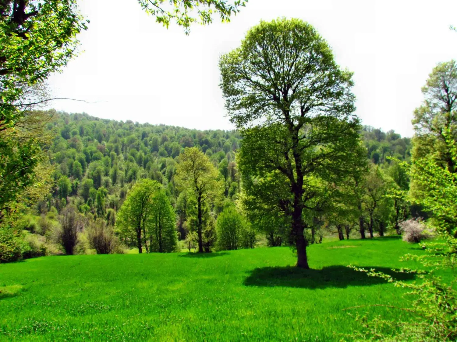 زمین کاهو