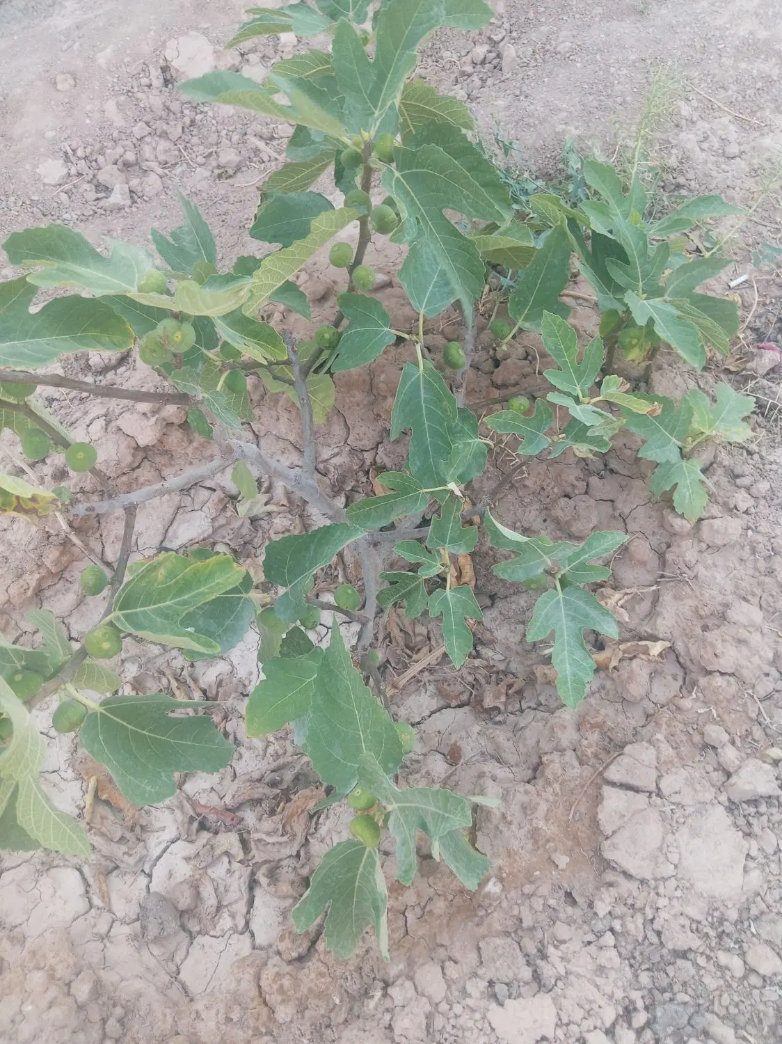 باغ دزج چهار طرف دیوار