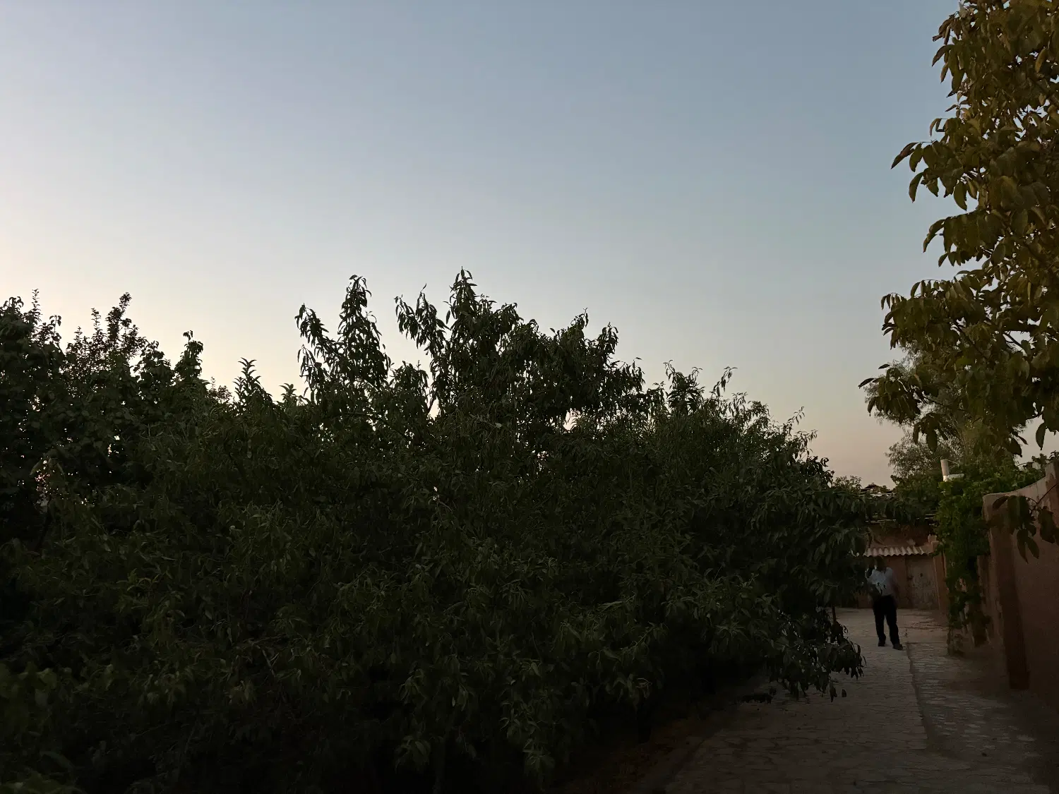 فروش باغ ۵۱۸ متری در قلعه سفید