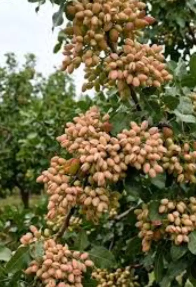 فروش باغ پسته