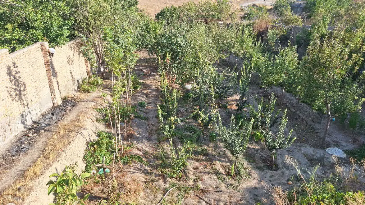 2100 متر سند تک برگ گراخک