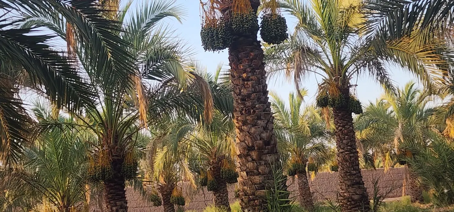 باغ خرما فروشی