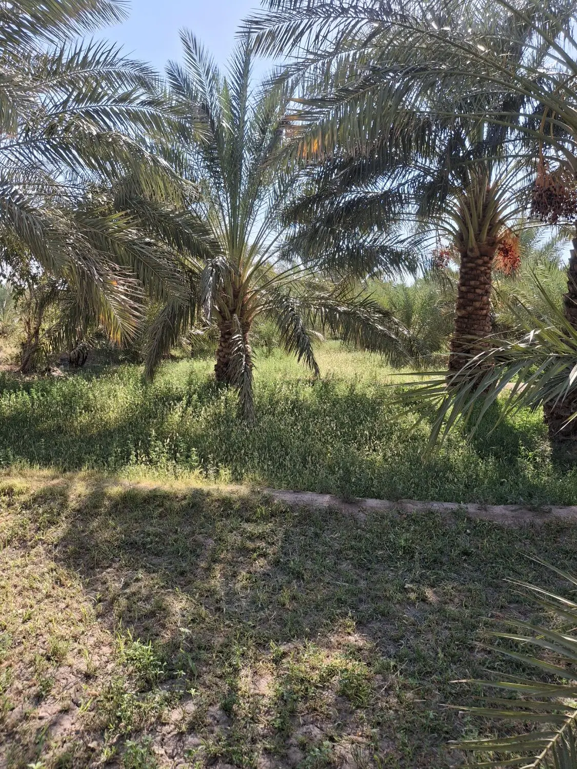 یک قطعه باغ