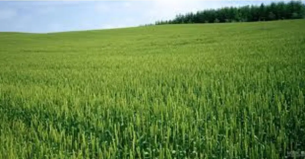 زمین کشاورزی