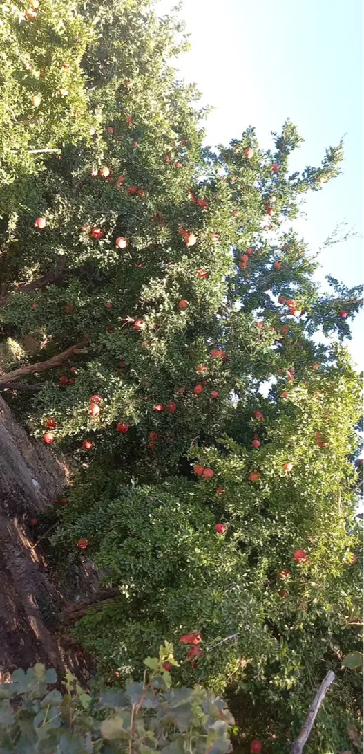 باغ ثمری
