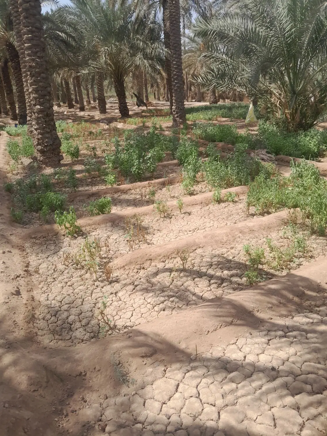 یک قطعه زمین دو هکتار