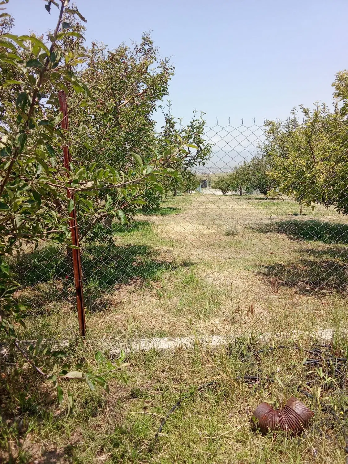 باغ در اهر