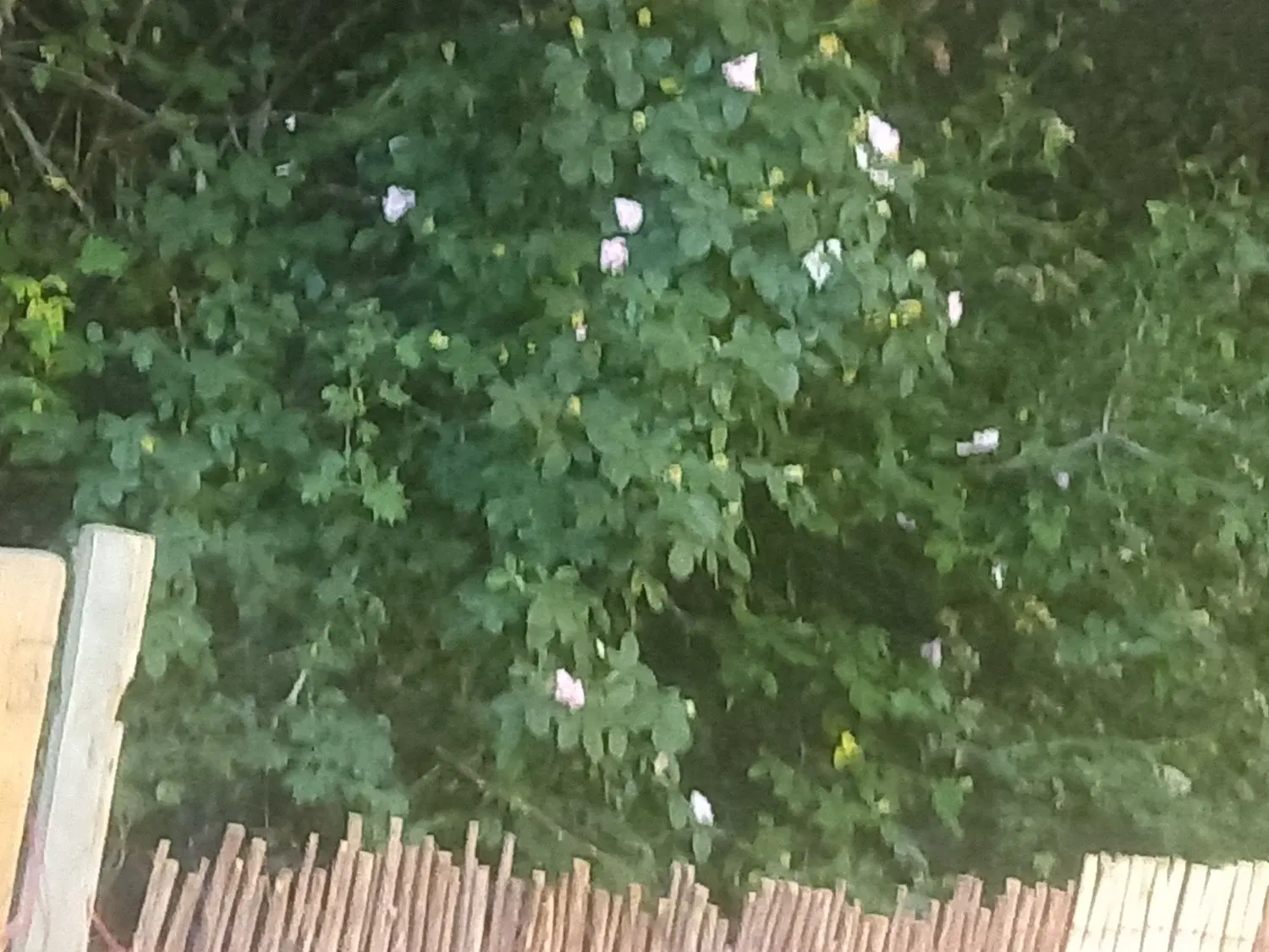 باغ روستای بیاره
