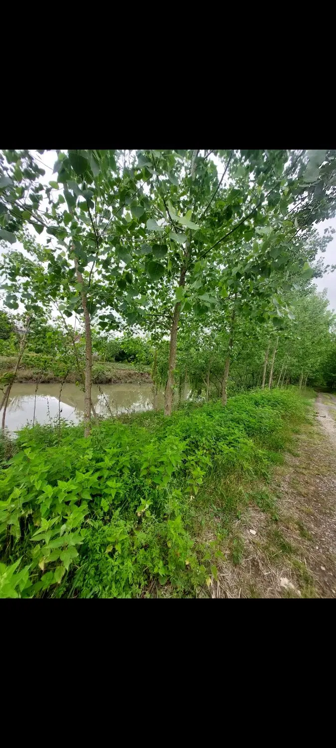 زمین باغی طرح هادی