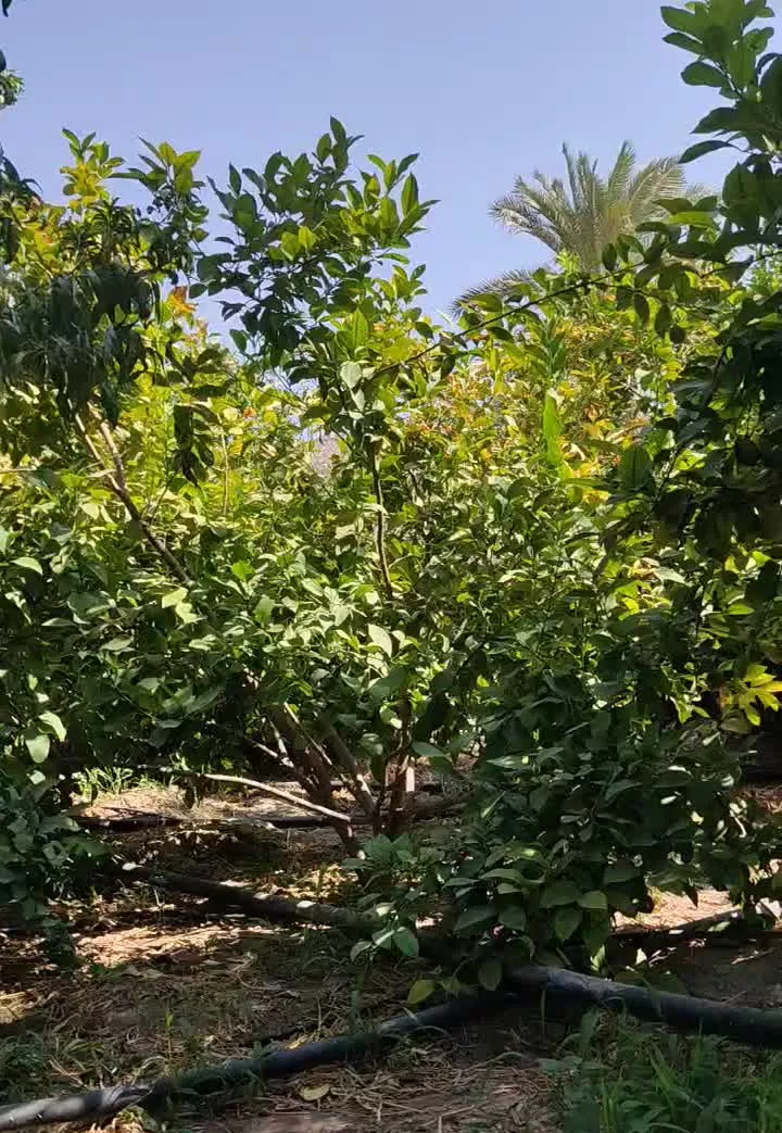 باغچه 425خفر