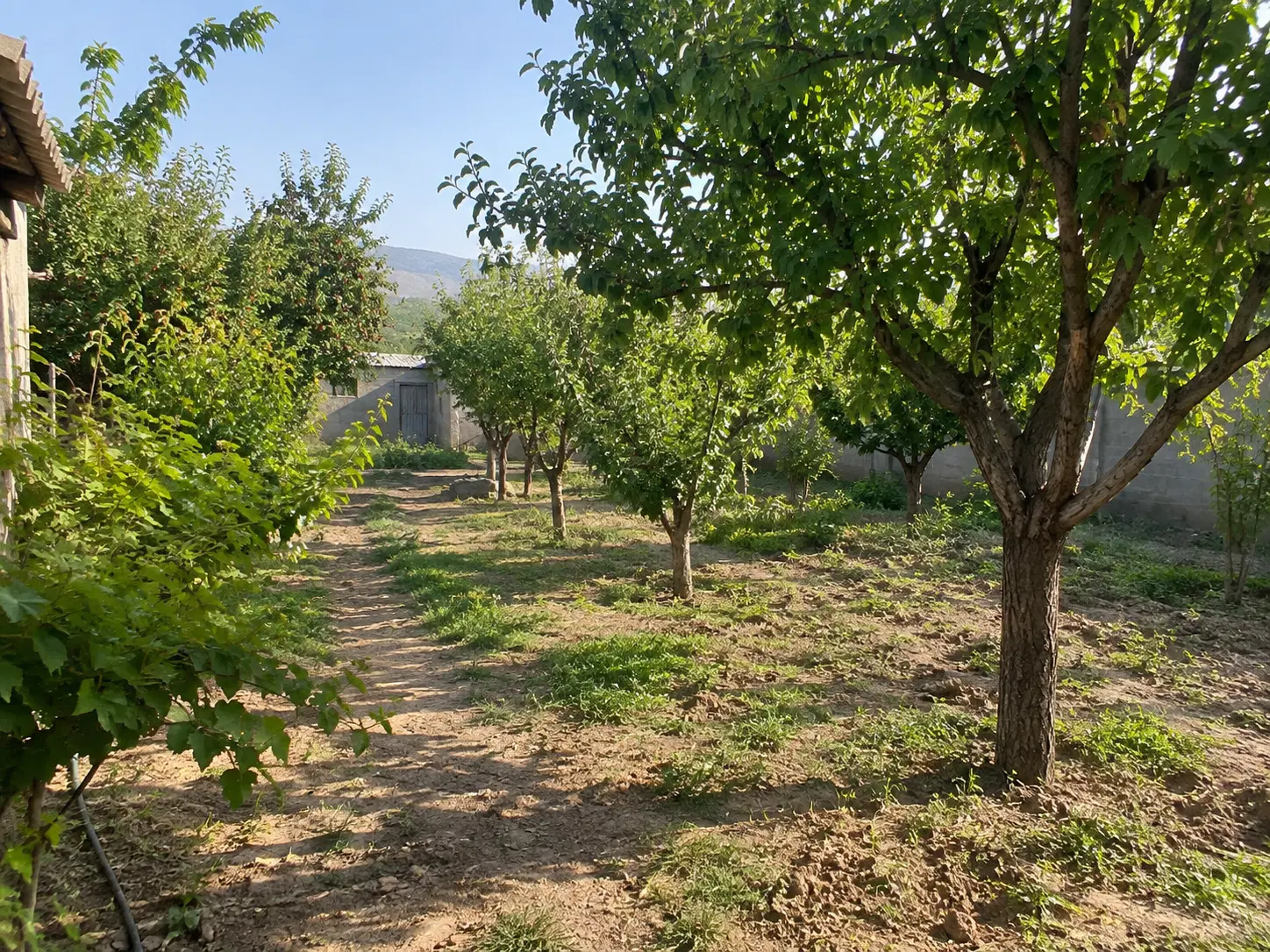 باغ ، چهار دیوار ، زمین
