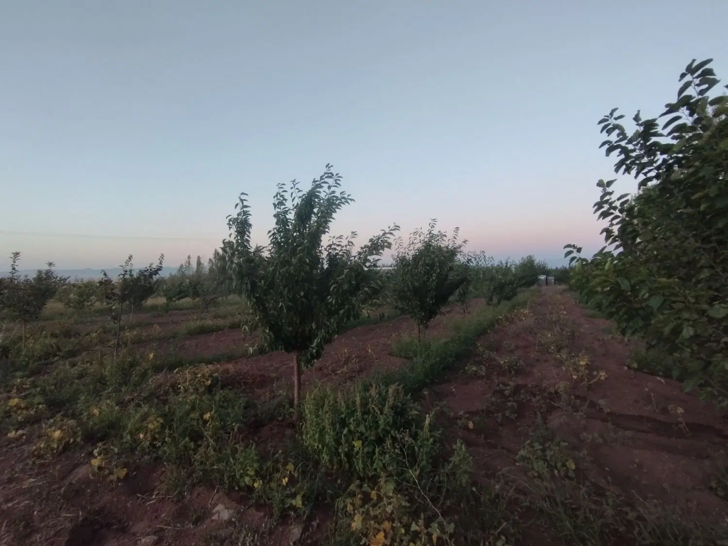 باغ واقع در سارمساقلو