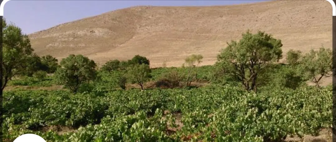 باغ و زمین سیدان