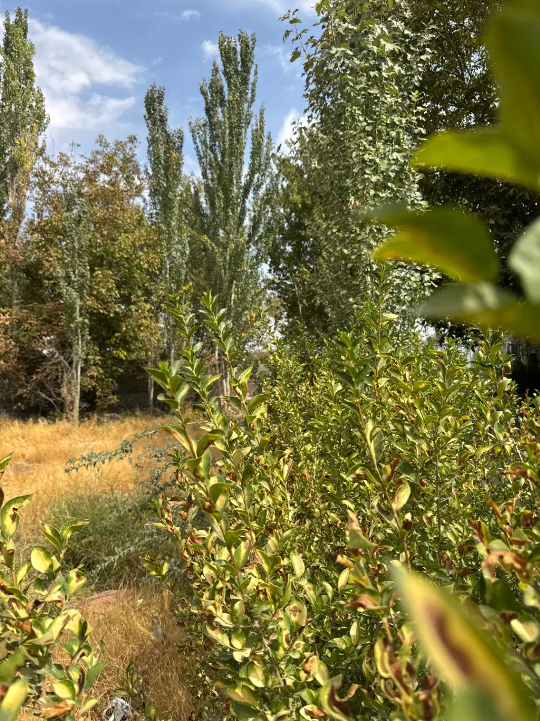 زمین شهرکی ۵۸۰م تهراندشت_ سهیلیه _کردان جنوبی