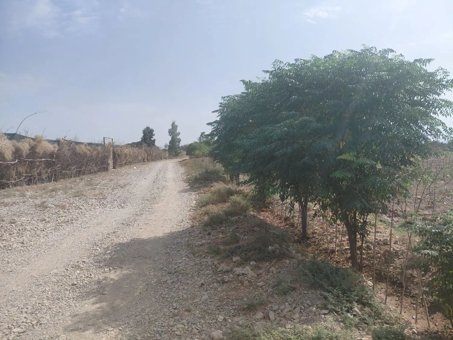 فروش باغ و باغچه