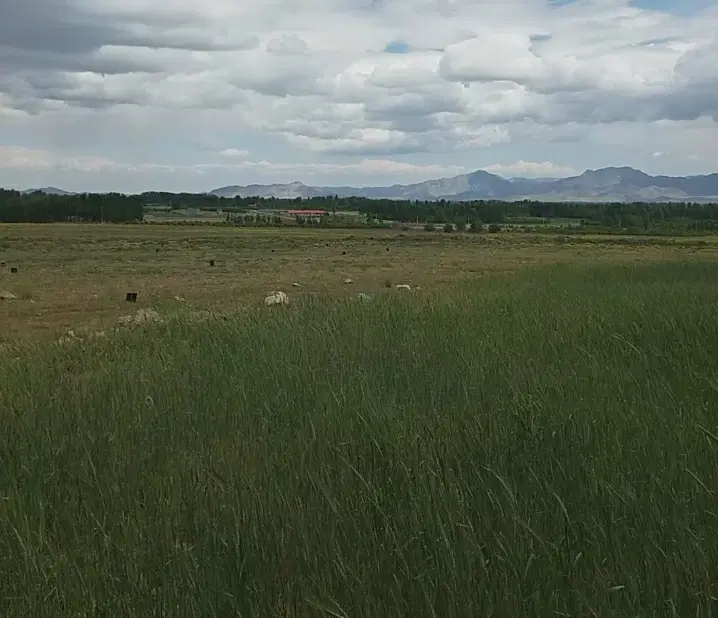 زمین زراعی واقع درتازه شهر
