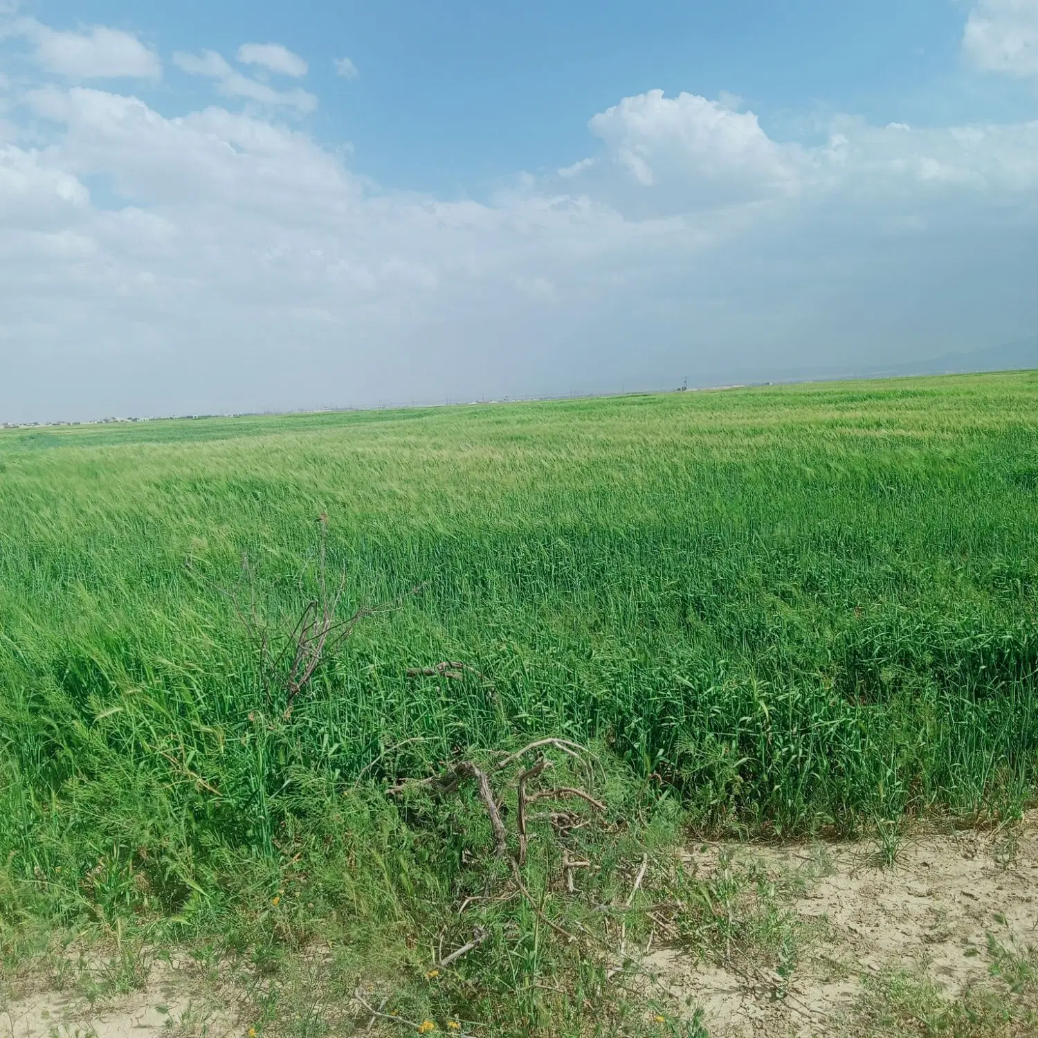 زمین کشاورزی 1نیم هکتار زمین 12ساعت آب در هفته
