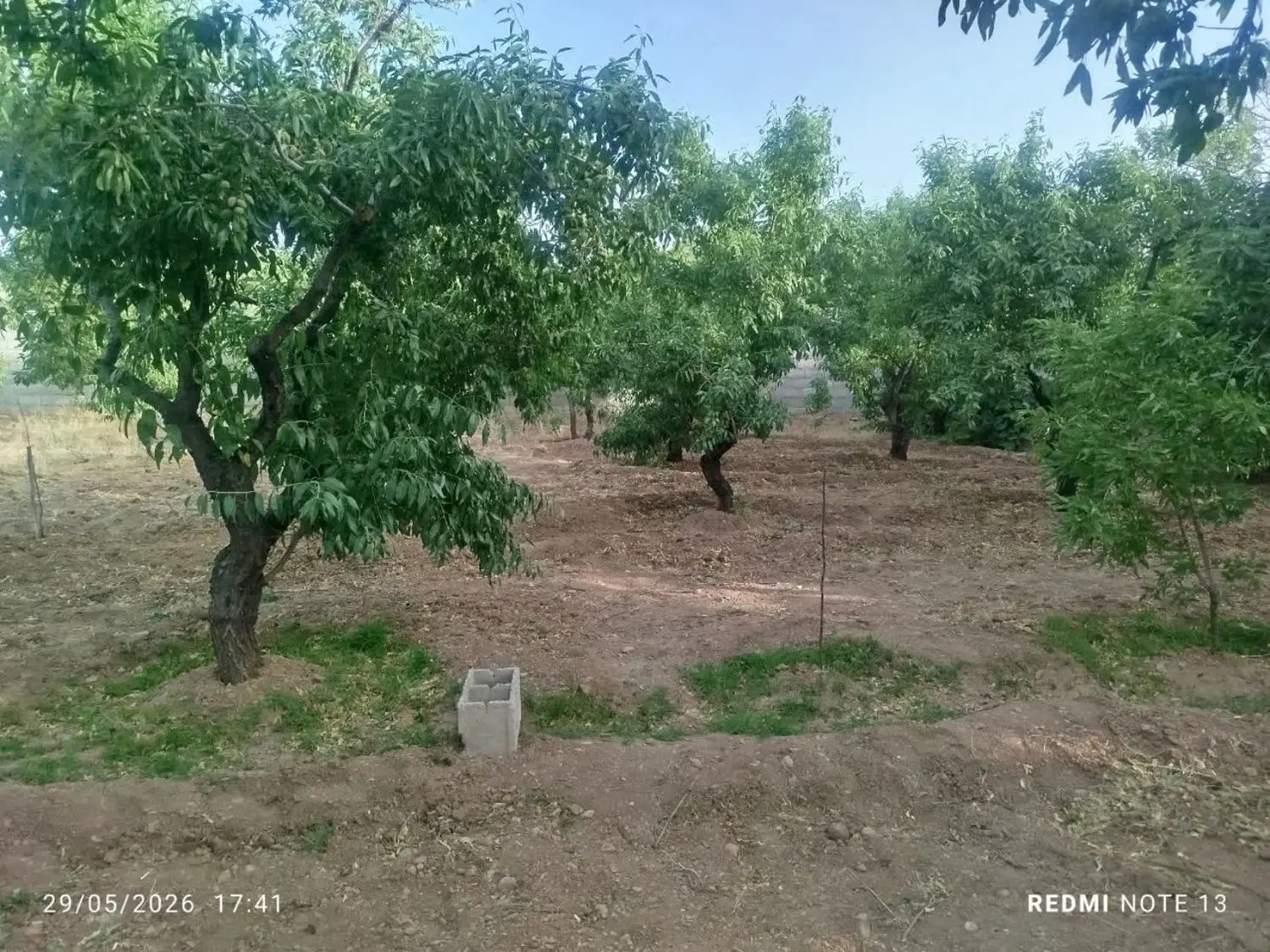 زمین کشاورزی طرح هادی
