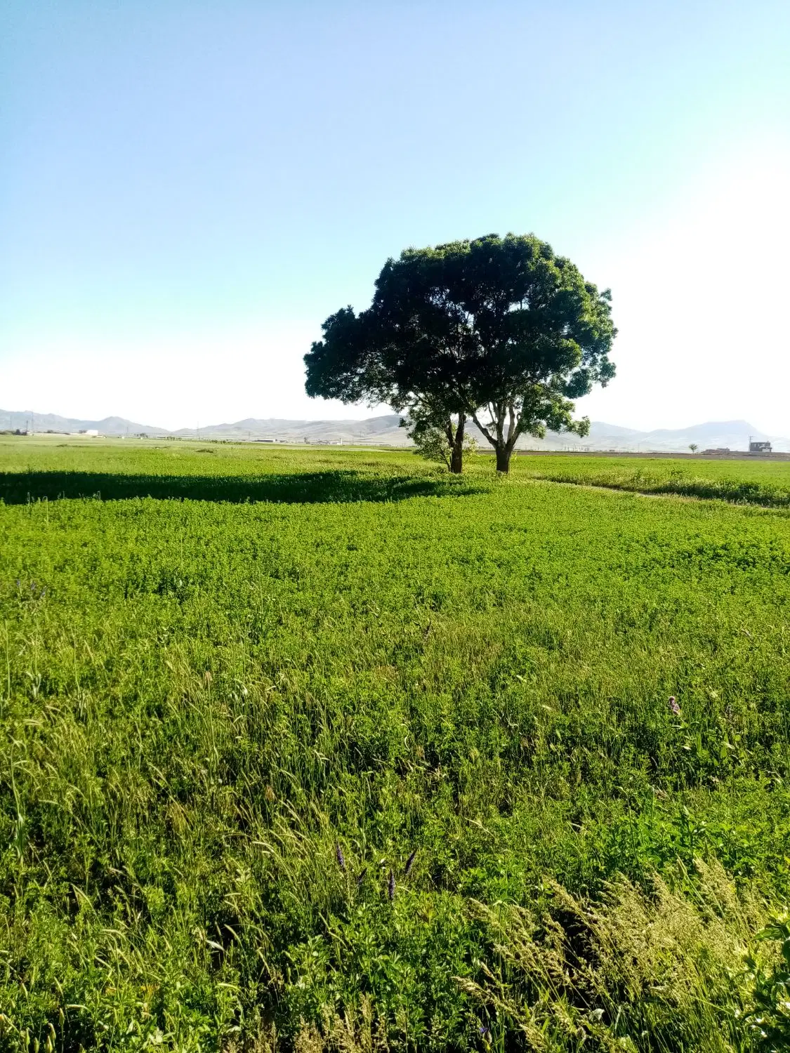 فروش سه هکتار زمین کشاورزی در دهگلان