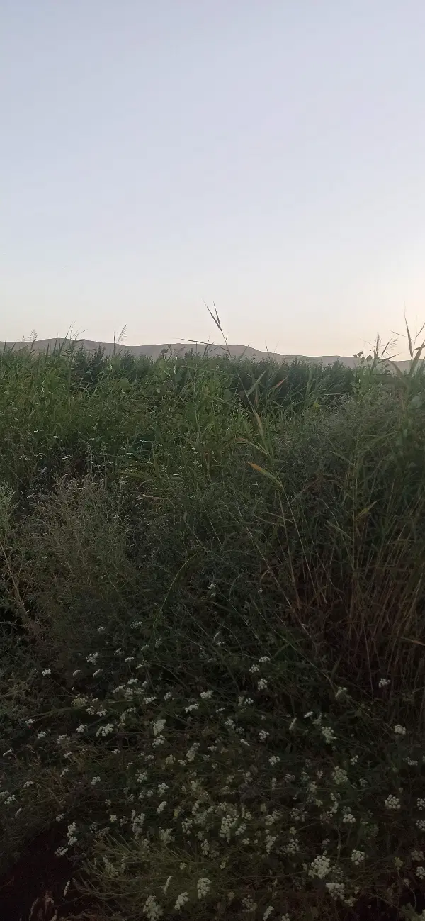 زمین کشاورزی