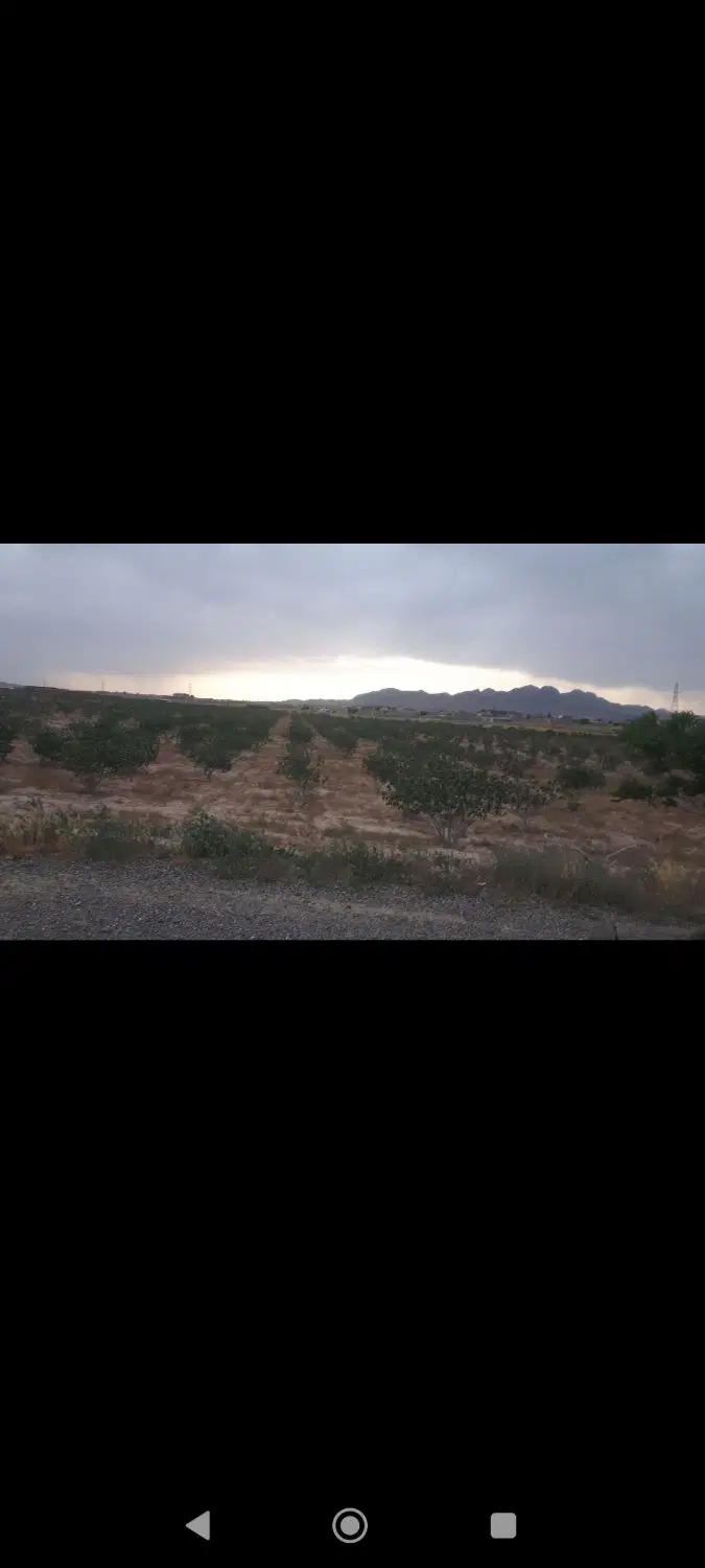 باغ پسته