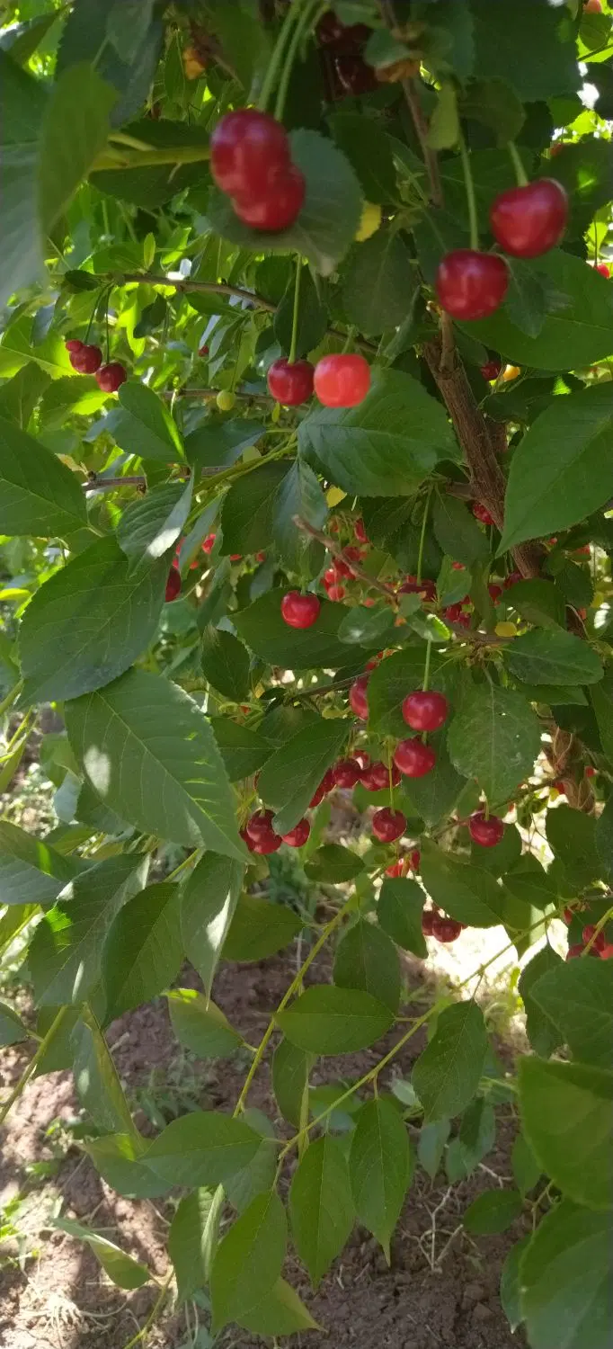 باغ ویلا مهدی آباد