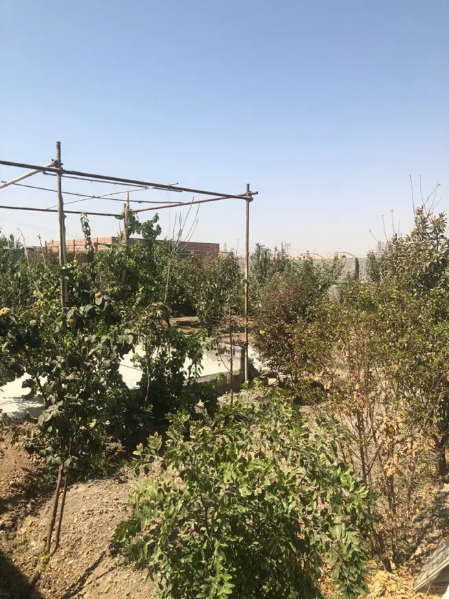 باغ فروشی