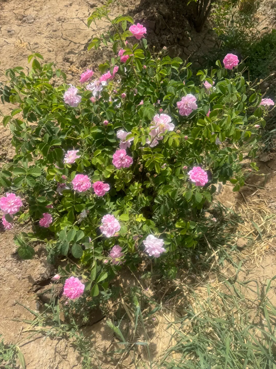 باغچه ۹۰۰ متری محدوده شهر ری..