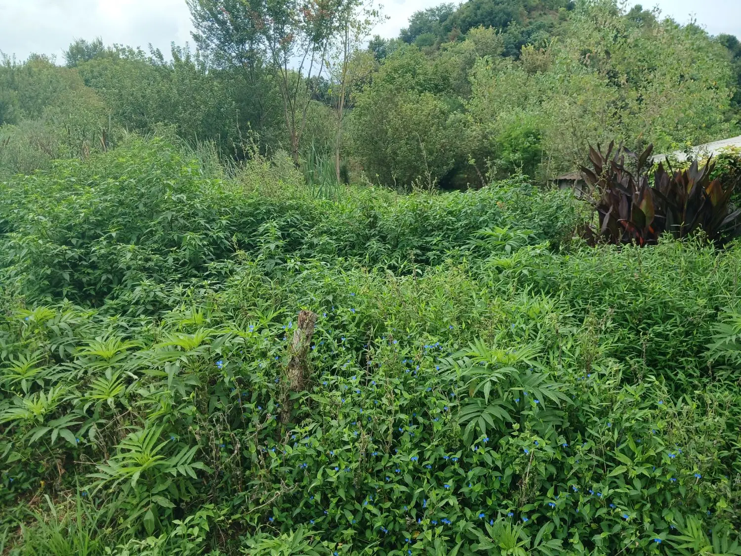 فروش زمین