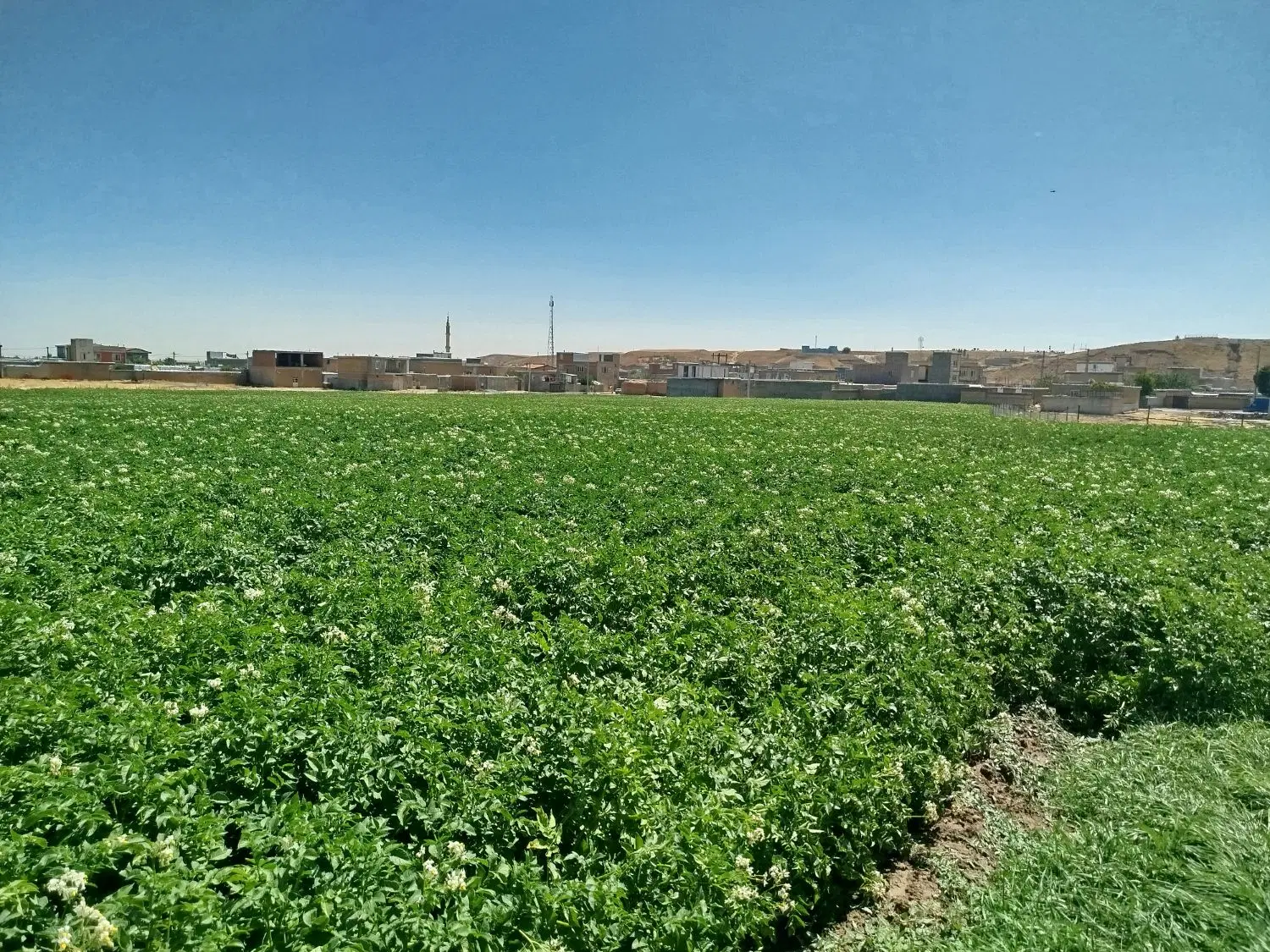 زمین کشاورزی قروچای